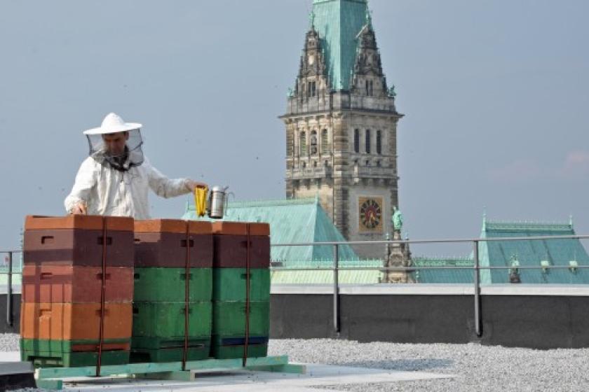 Imker auf dem Dach des Hauses der Patriotischen Gesellschaft Imker auf dem Dach des Hauses der Patriotischen Gesellschaft